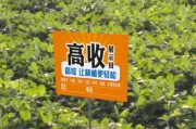 球速体育- 阿尔特塔轮换策略收奇效  